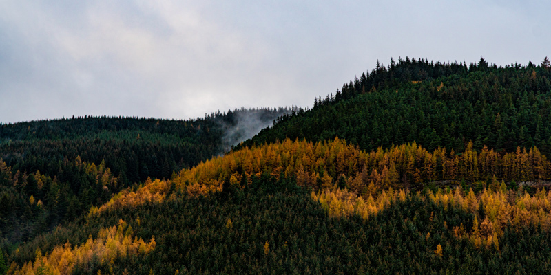 Whinlatter Forest